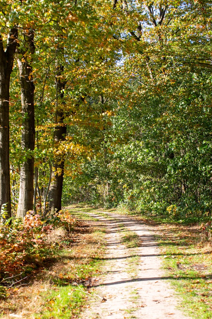 Serene autumn forest path in Drenthe with vibrant foliage, ideal for nature walks.